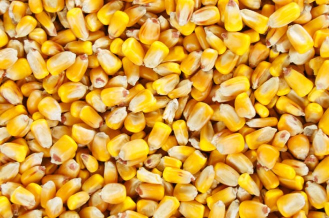 KEBS To Test Aflatoxin In Tanzanian Maize Amid Concerns